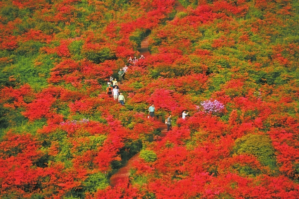 湘江副刊·湘韵丨大围山，杜鹃红