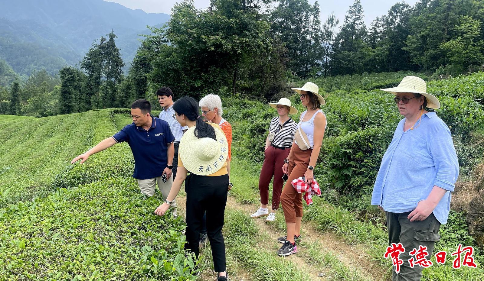德国茶叶贸易代表团考察石门生态茶园 共探中欧茶业合作新机遇