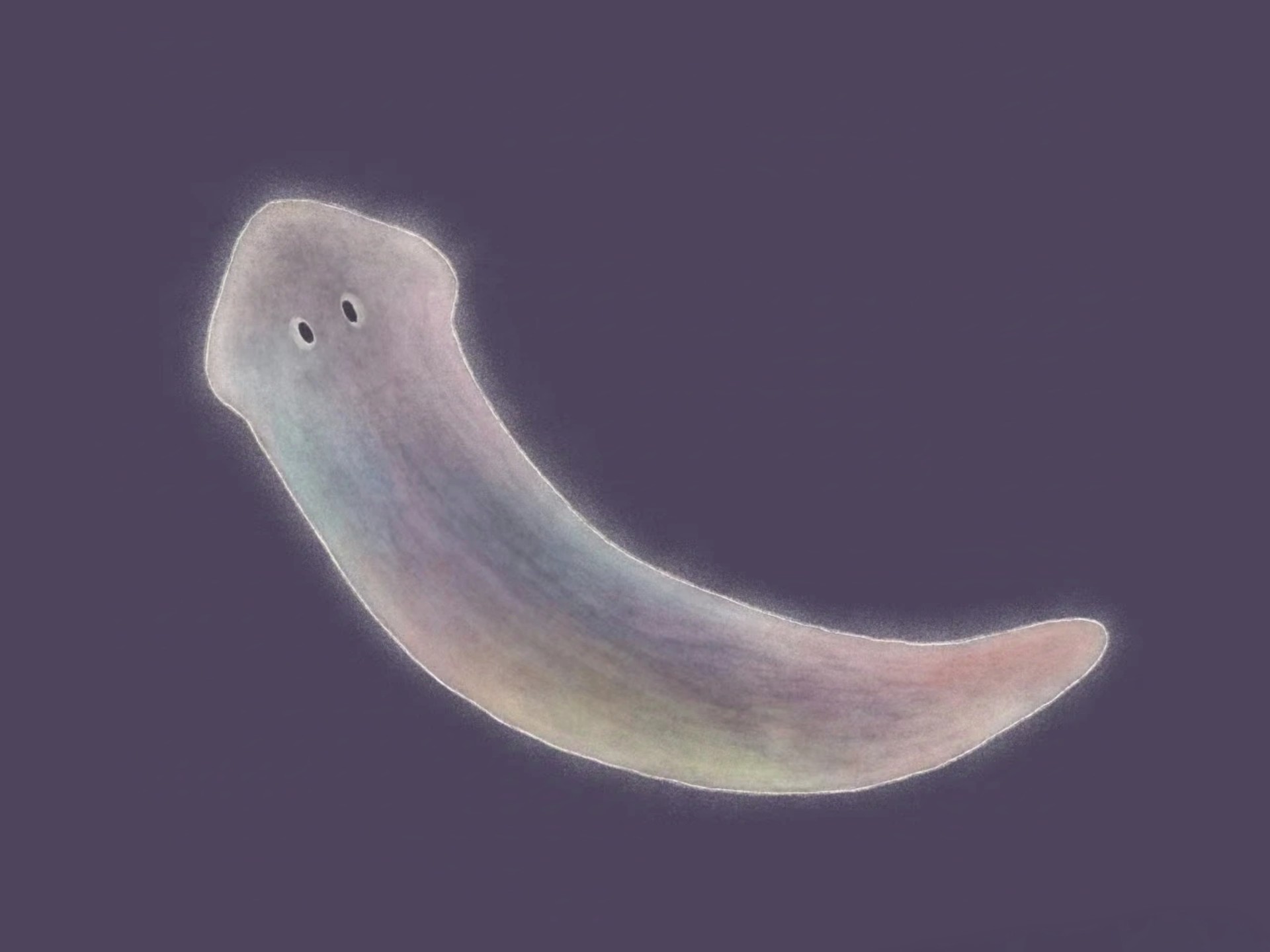 探秘细胞再生，“生物界孙悟空”飞入太空