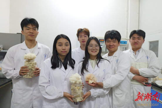 杜仲枝条+学霸=？湘西惊现蘑菇界“变形记” 吉首大学“湘仲蘑菇”项目拿下省级“投资票”