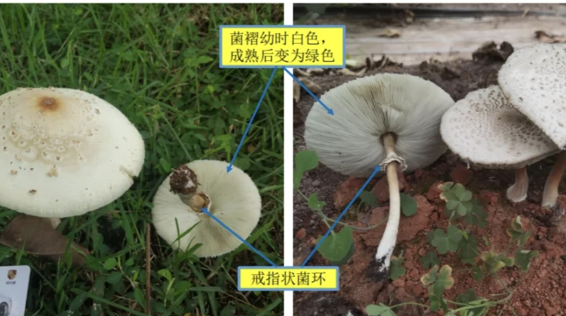 Ⅱ级！湖南发布5月野生蘑菇中毒指数，4县市区“高风险”