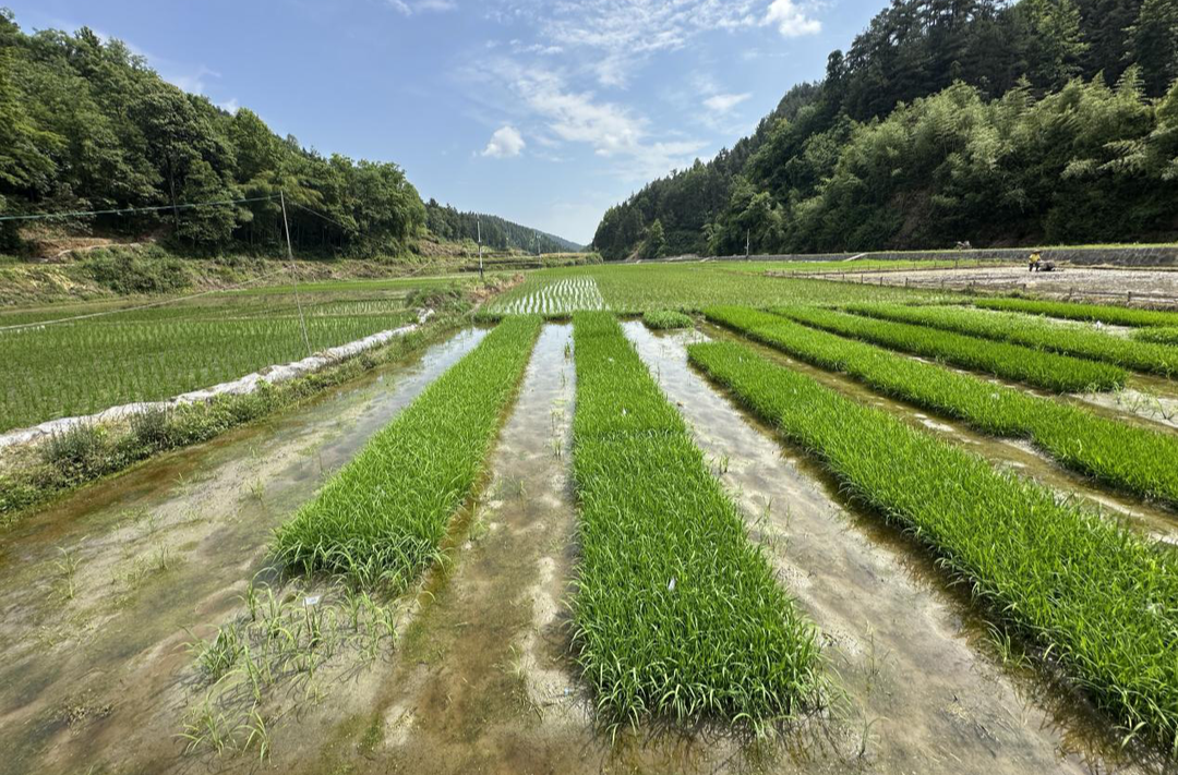 稻浪翻涌六百年，子腊贡米续写山水共生新篇