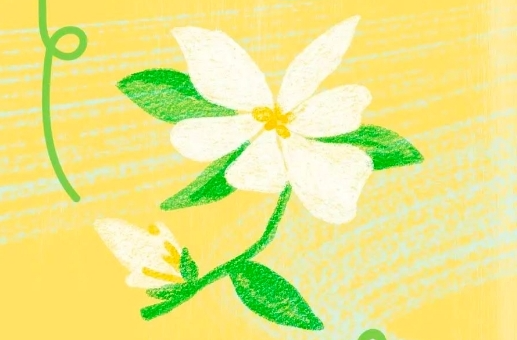 这个周末，在长沙免费领10万朵栀子花→