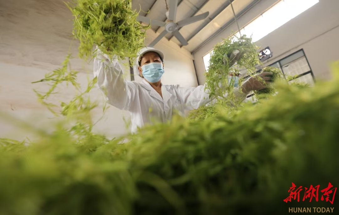 武陵源区：莓茶夏季采收忙