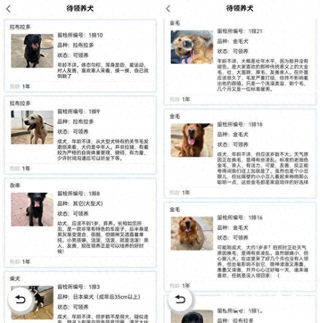 北京公安犬只领养文案“火出圈” 每个字都是爱