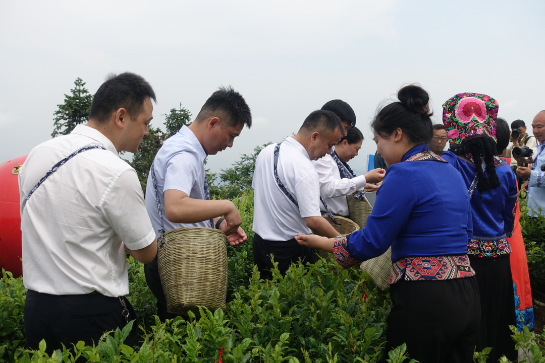 永顺莓茶推介会 “香”约四方