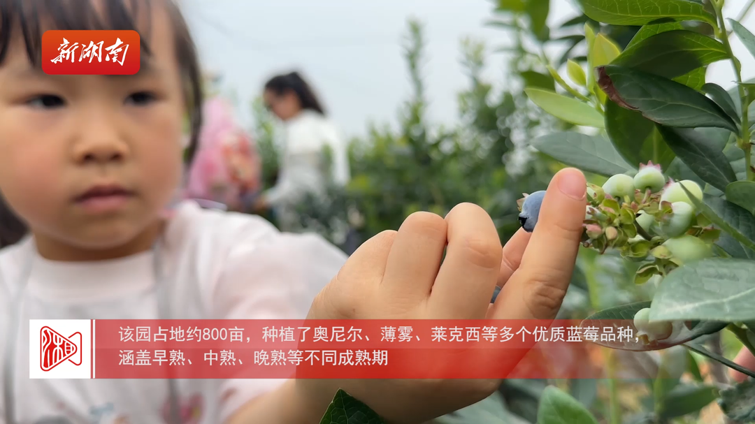 蓝莓丰收采摘忙