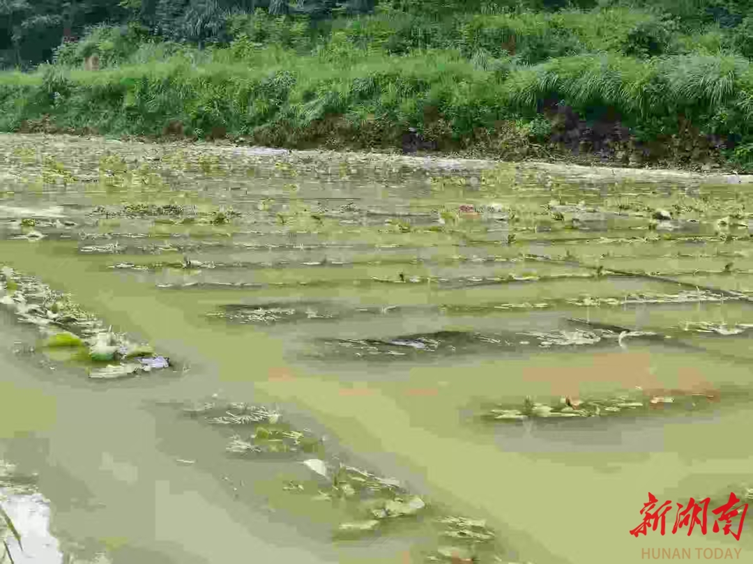 洪灾过后，张家界永定区农技员下沉田间地头指导群众抗灾自救