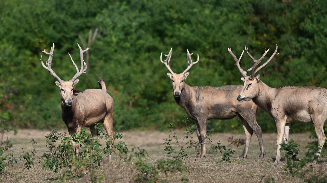 麋鹿回归中国40年 洞庭湖畔上演“鹿王争霸”