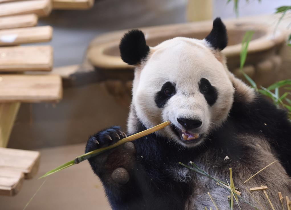 保护生物多样性 守住地球多样美