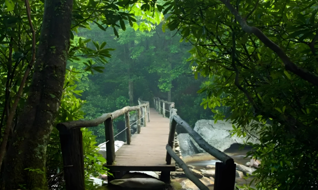 洞口罗溪国家森林公园上榜湖南2025年九大生态旅游避暑胜地