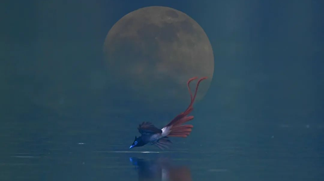 十六年追羽：“无翅鸟”在光影中坚守热爱