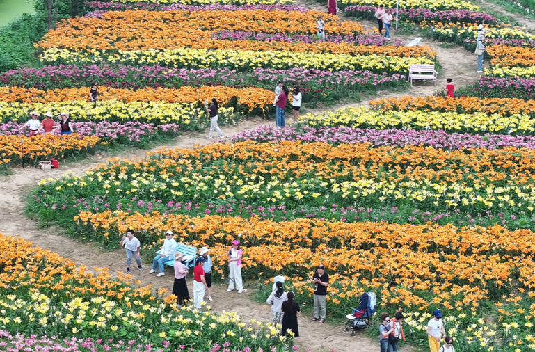 湘乡：花开成诗画 百合引客来