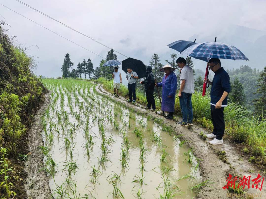 桑植县筑牢粮食安全生态屏障纪实