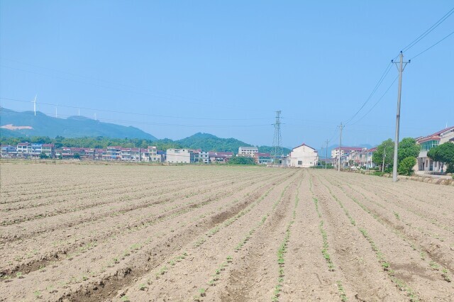 今年湖南棉花播种基本完成
