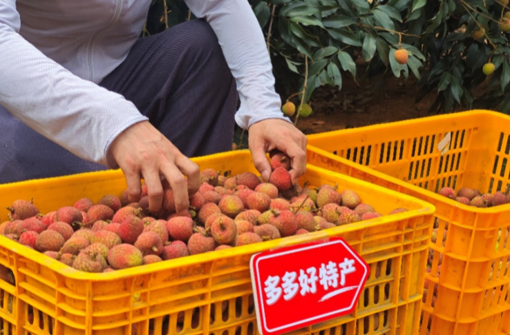 拼多多最新财报：利润下跌近4成，“千亿扶持”惠商投入远超市场预期