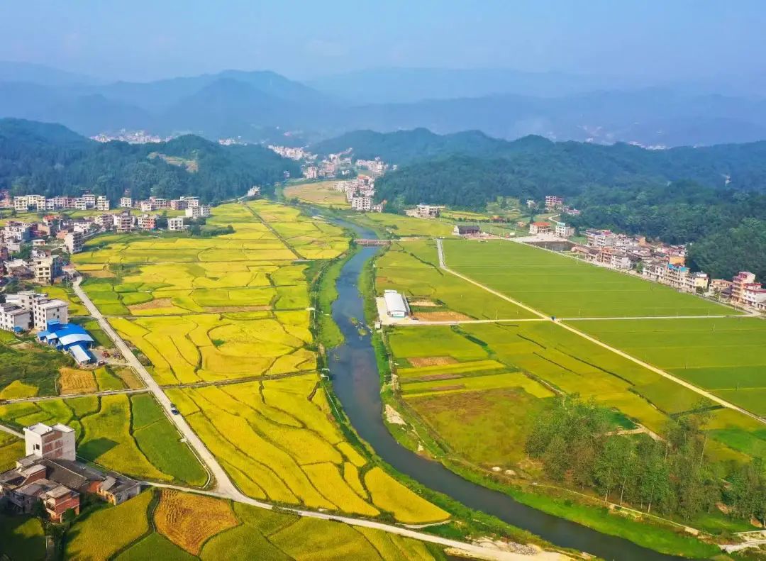 艺评｜金沙：因为离开过家乡，才懂得更爱家乡——序报告文学《乡村崛起》