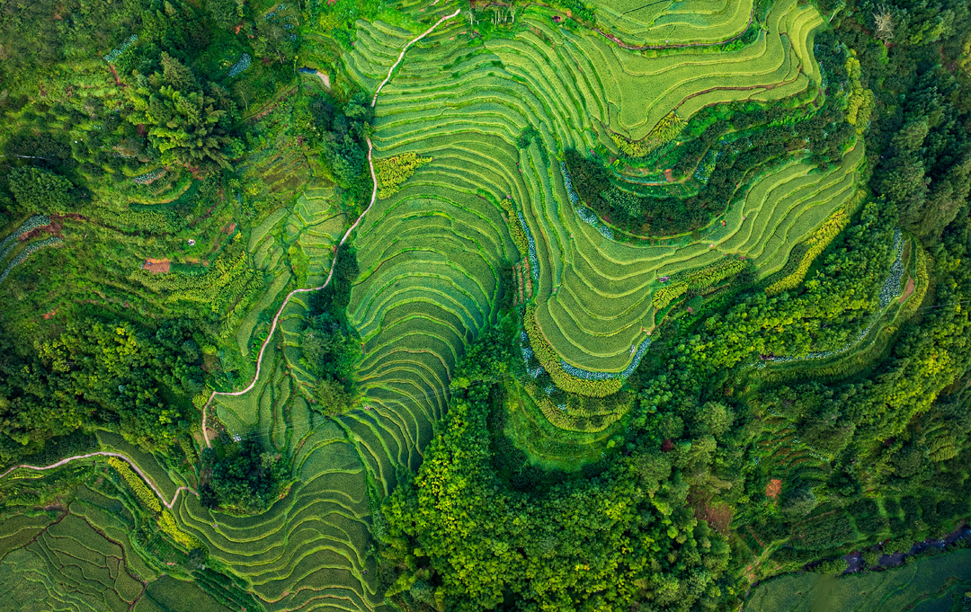 “爱上桂东·高海拔之恋”影像展·投稿作品⑦丨李平非《大地的绿色旋律》