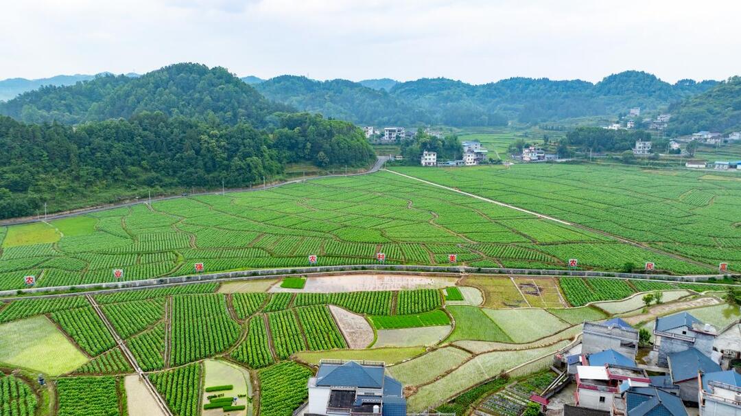 泸溪县兴隆场镇烟叶产业带动乡村振兴