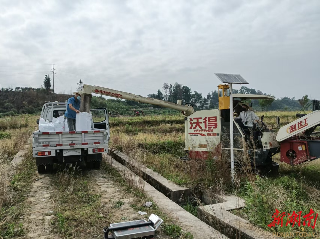 龙山县油菜丰收收割忙