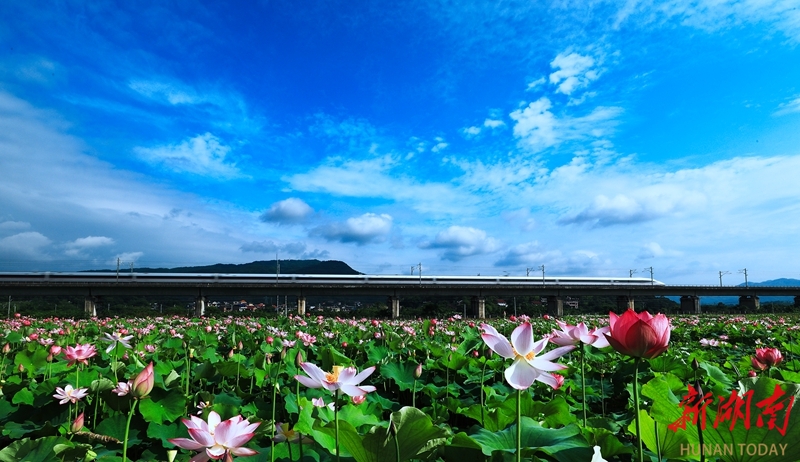 荷花绽放 夏意满塘