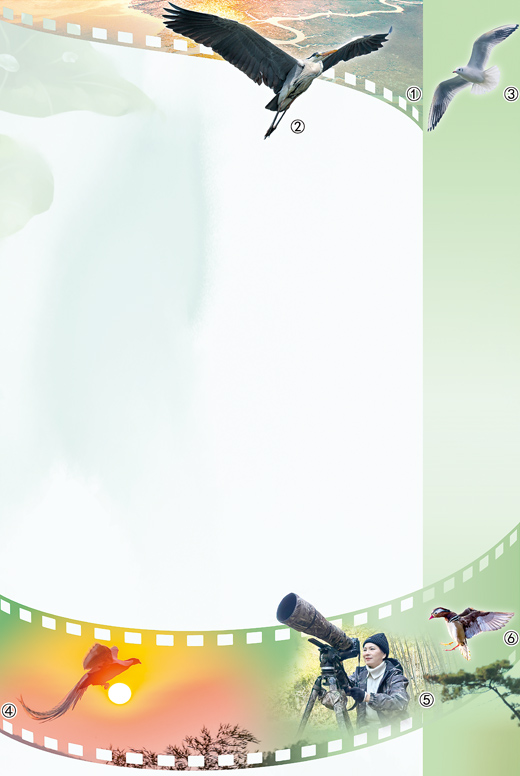 观鸟，如何点“绿”成金（视线）
