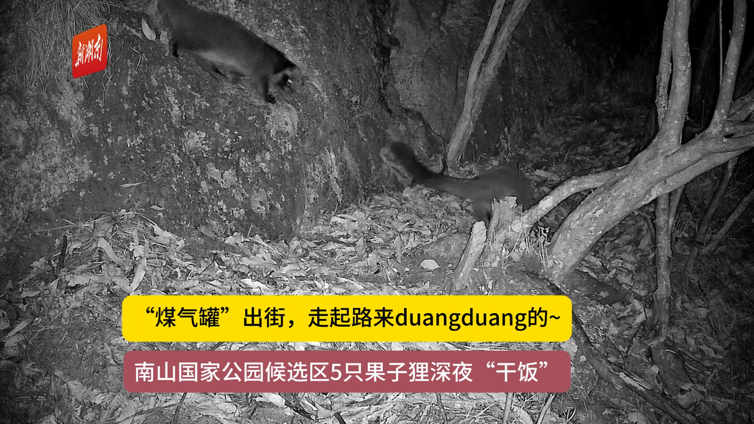 果子狸群集体“出镜”南山国家公园候选区