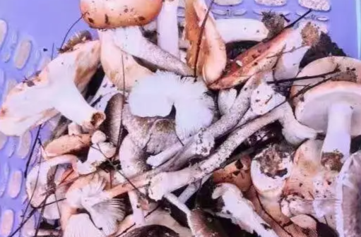 湖南已进入高发期！看上去平平无奇的它们，已经造成47人中毒！老人、儿童是高发人群