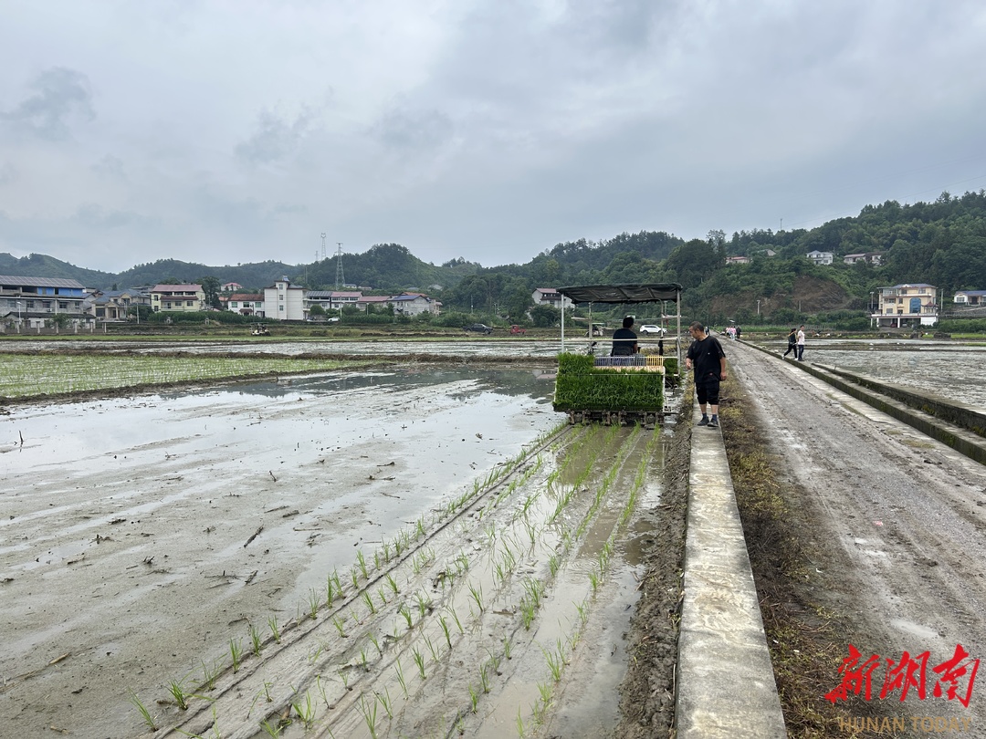 永定区打造全省粮油单产提升示范样板