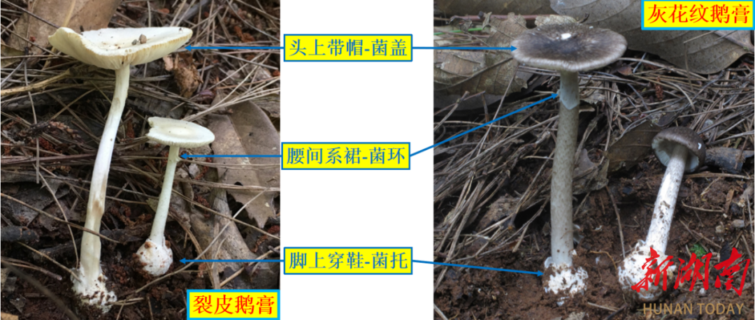 16起事件47人中毒  湖南紧急预警：野生蘑菇中毒进入高发期
