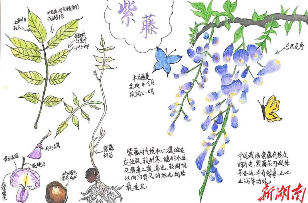 节气湖南·物候|芒种：新荷露角，暗香浮动