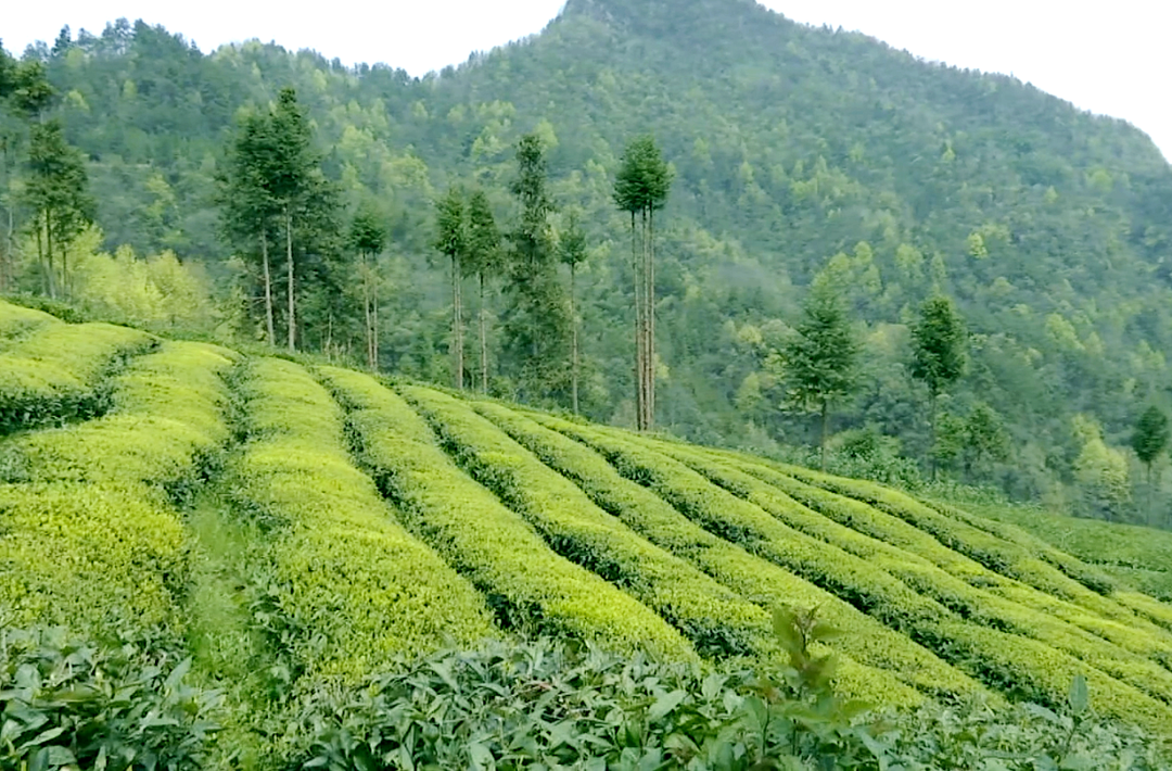 高山云雾出好茶，有机茶远销海内外！石门有机茶“闯欧”秘籍在哪里?