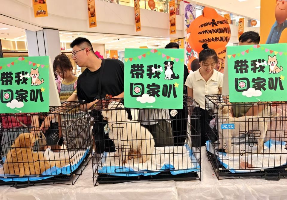 流浪狗领养文案火了，可心动，别冲动
