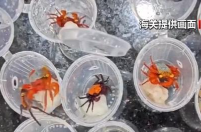 @铲屎官们 养“异宠”或危害国家安全 这些行为违法了