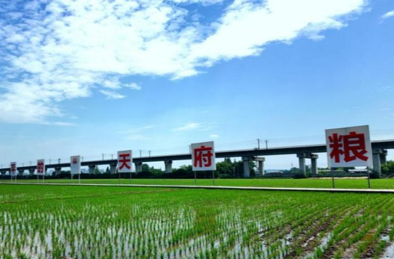 【牢记嘱托·看见美好中国】藏粮于技 智慧护航“天府粮仓”