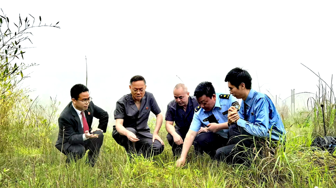 图片新闻 | 城步：公益诉讼“回头看”，补植复绿成效显