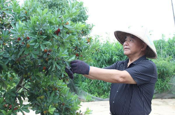 退役军人每周一星 | 有机果栽出致富路 ——记益阳市银城南湖蔬果农民专业合作社总经理晏桂明