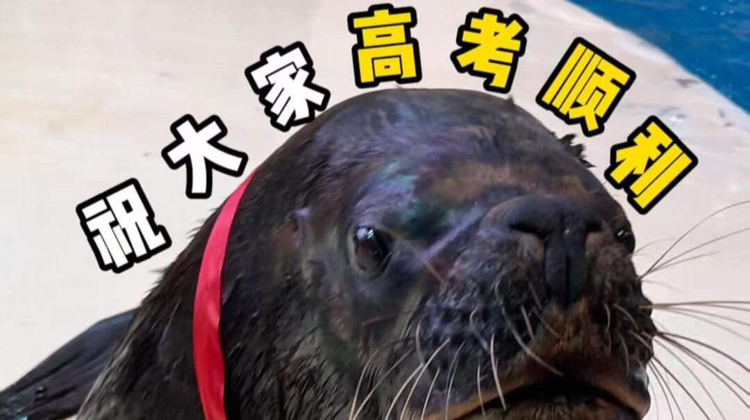 “企”开得胜 “狮”在必得……长沙海底世界动物送上高考祝福