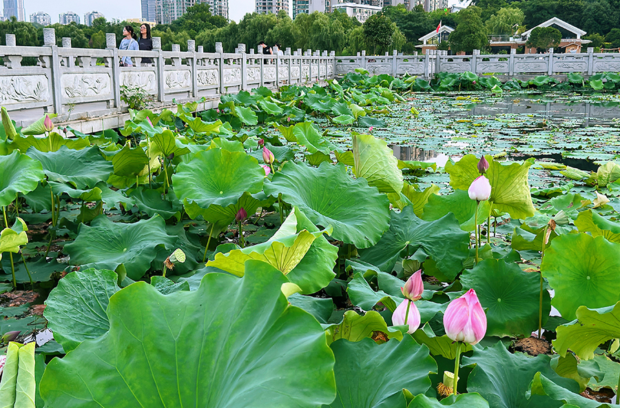 夏日赏荷