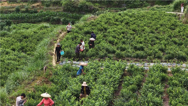 凤凰县460亩生态雪茶迎来新一轮采收季