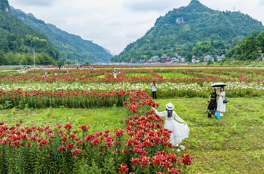 百合花海醉游人