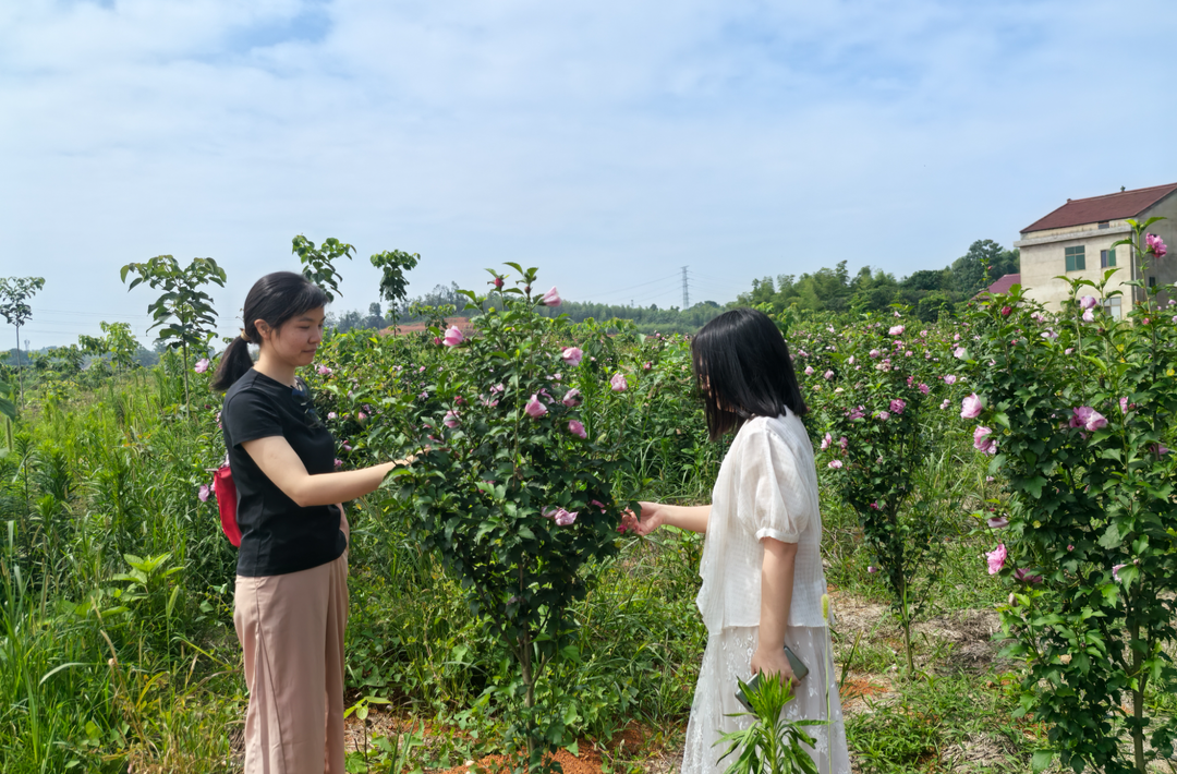 荒坡变身“致富林”！益阳市这个村解锁产业振兴“密码”