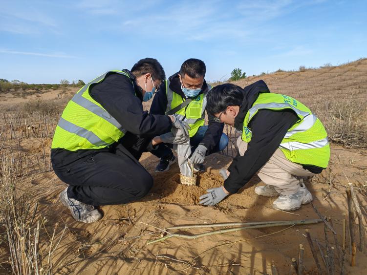 固废基“水核能芯”竹篓锁住沙漠生机！长沙理工大学科研团队助力打开沙漠生态治理新通道