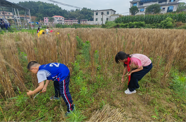 衡阳县盘石完小：麦香里的跨年级劳动接龙