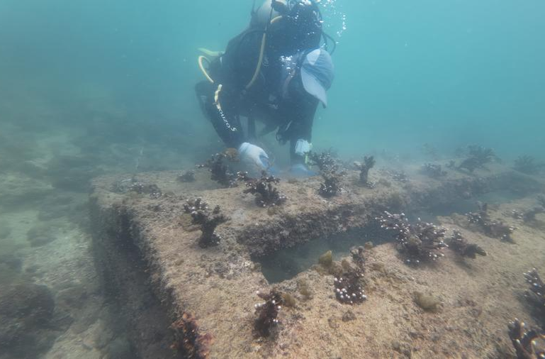 China's coral spawning breakthrough offers fresh hope for threatened reefs