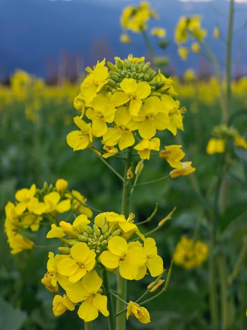 油菜花