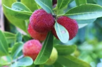 杨梅种植技术要领，攻略来了