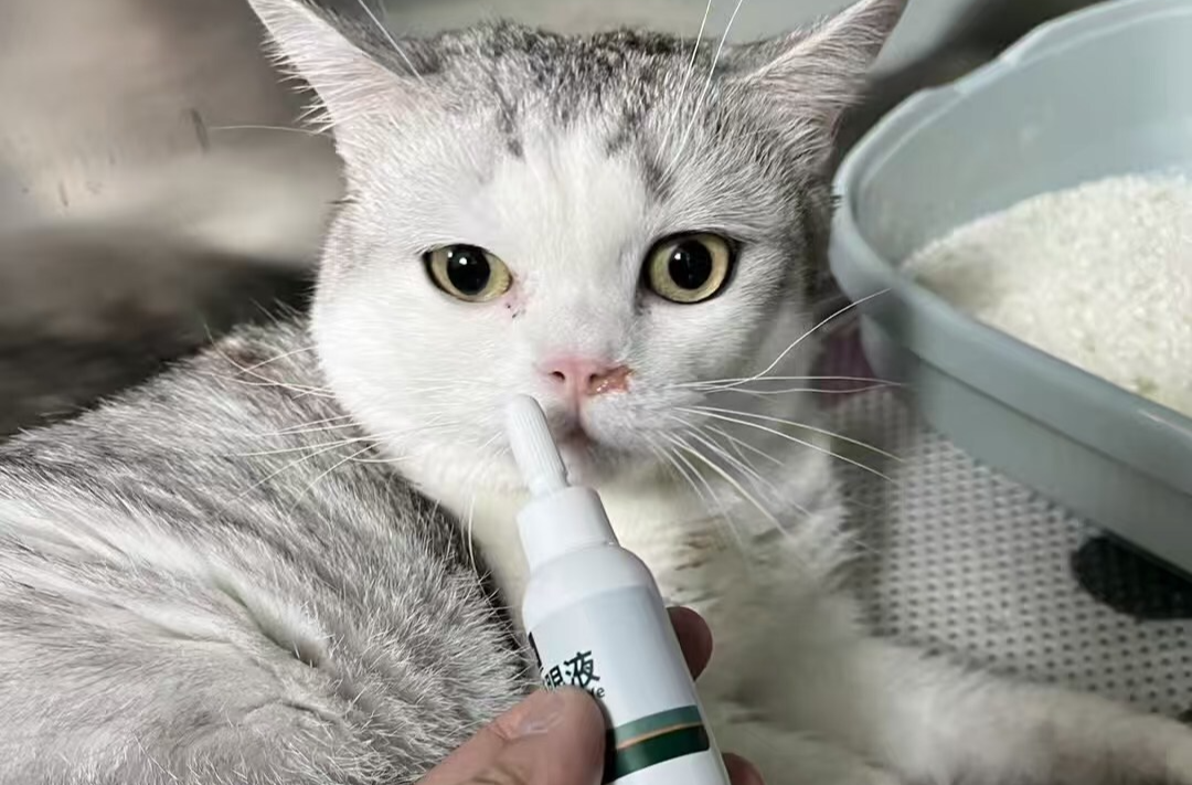 猫吞食异物治疗花了两万，调查：看病比人贵，宠物保险靠不靠谱？