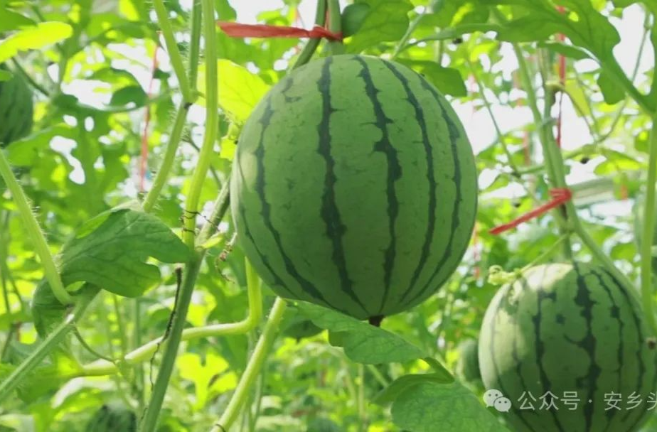 安乡：种瓜“新姿势” 结出致富果
