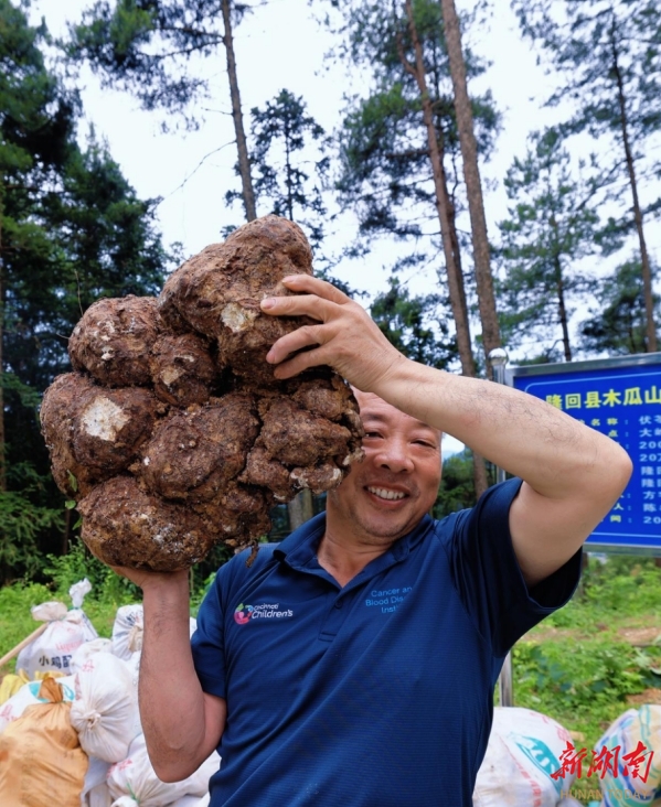 隆回:林下种茯苓获成功 单株最重可达80斤